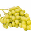 UVA BIANCA varietà VITTORIA