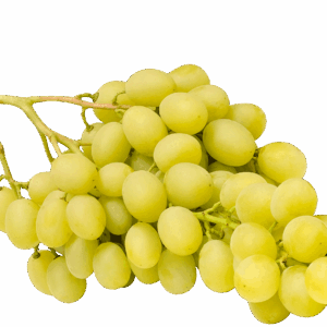 UVA BIANCA varietà VITTORIA