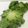 INSALATA LATTUGA