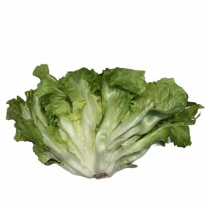 INSALATA SCAROLA