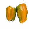 PEPERONE GIALLO  SICILIA