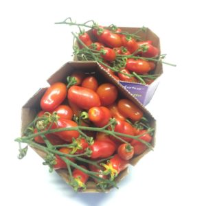 POMODORO DATTERINO rosso