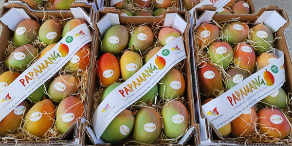 papamango