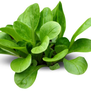 INSALATA SONCINO fresca