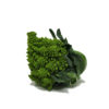 CAVOLFIORE ROMANESCO