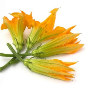 FIORI DI ZUCCA freschi