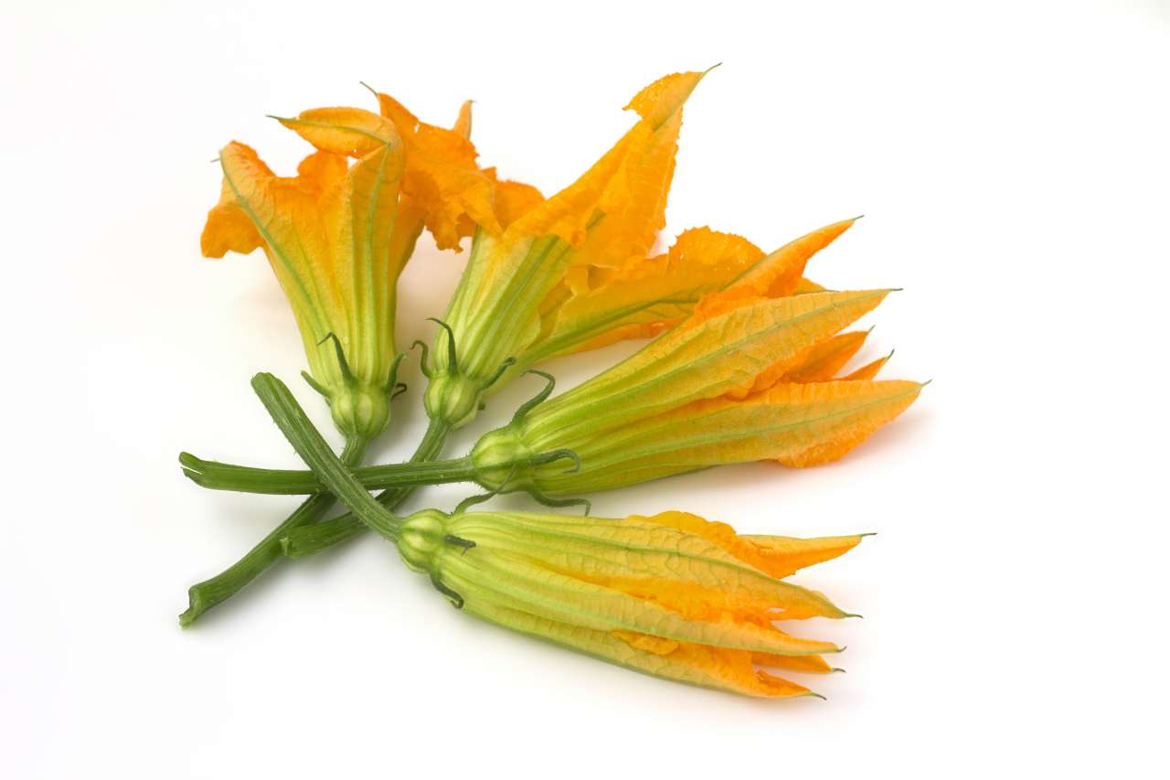 fiori_di_zucca