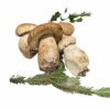 FUNGHI PORCINI