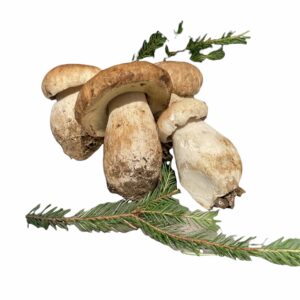 FUNGHI PORCINI
