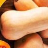 ZUCCA Violina (intera)