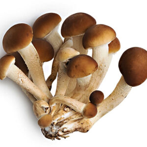 FUNGHI PIOPPINI conf. 280g