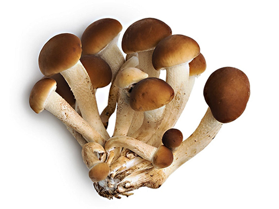 funghi-pioppini
